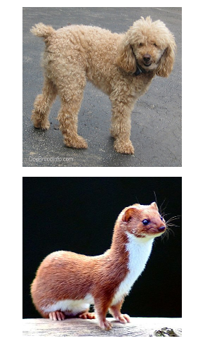 top: Poodle, bottom: Weasel